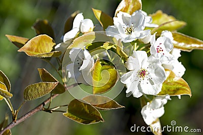 Asian pear flower Stock Photo