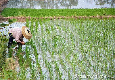 Asian peasantry grow rice Stock Photo