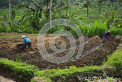 Asian people working in ricefield Stock Photo