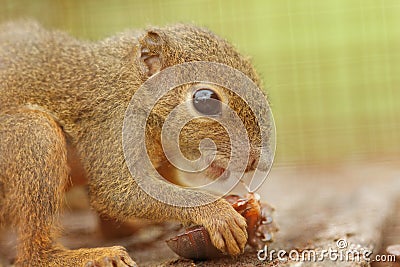 Asian plantain squirrel Stock Photo