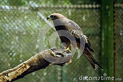 Asian predatory bird Stock Photo