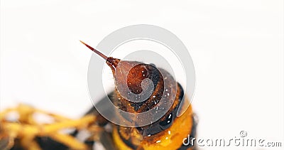 Asian predatory Hornet , vespa velutina , Insect against White Background, close-up of the sting, Normandy Stock Photo