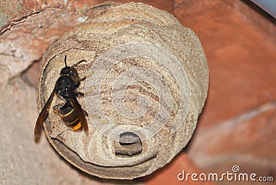 An Asian predatory wasp on its nest (Vespa Velutina) Stock Photo