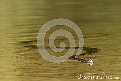 Asian Python swimming in river, Nepal Stock Photo