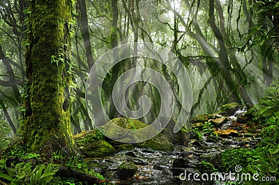 Asian rain forest Stock Photo