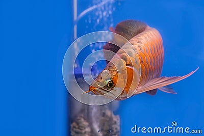 Asian red arowana fish swims Stock Photo