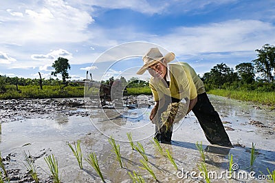 Asian rice farmer Stock Photo