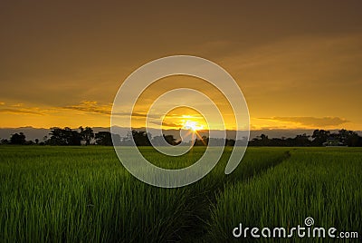 Asian rice field Stock Photo