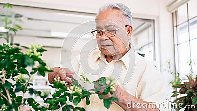 An Asian senior man taking care of his plant indoors by trimming leaf with pruning scissors, Creating good plant form in home Stock Photo