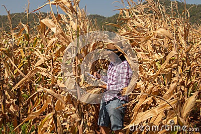 Asian senior woman with chart holder report examine product seed farmer in golden view of dry leaves corn field background ready Stock Photo