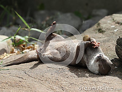 Asian Short Clawed Otter playing Stock Photo