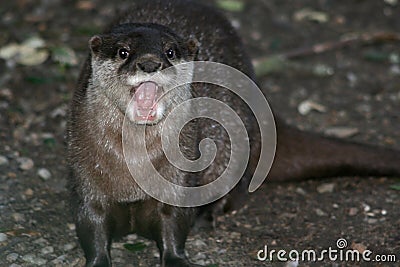 An asian small-clawed otter is grumbling at the zoo of Sables-dOlonne (France) Stock Photo