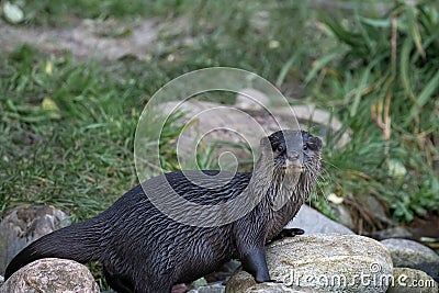 Asian small-clawed otter posing Stock Photo