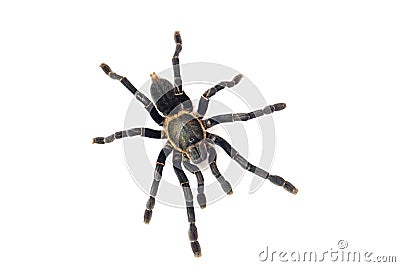 Asian species Tarantula spider Found in Thailand, the scientific name is & x22;Haplopelma minax Theraphosidae Haplopelma Stock Photo