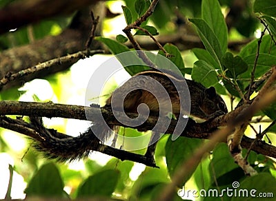 Squirrels in Indian Forest Stock Photo