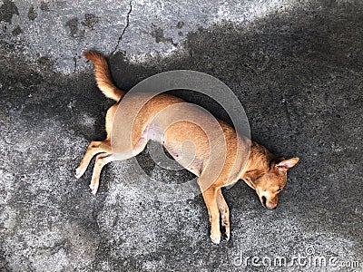 Street dog, Homeless dog lie on old concrete road top view Stock Photo