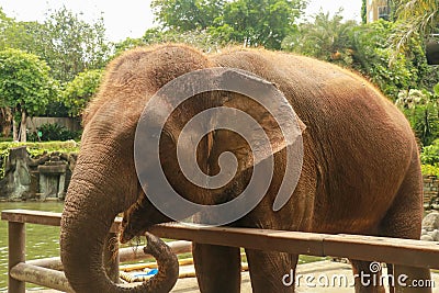 Asian Sumatran elephant side portrait, close up of face on trees background Editorial Stock Photo