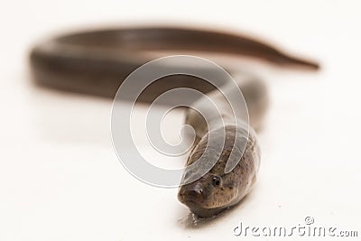 Asian swamp eel (Monopterus albus) isolated on white background Stock Photo