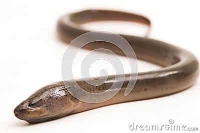 Asian swamp eel (Monopterus albus) isolated on white background Stock Photo