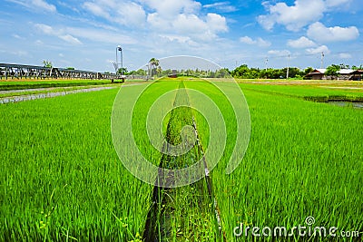 Asian Thai rice fields with blue sky backgorund Stock Photo