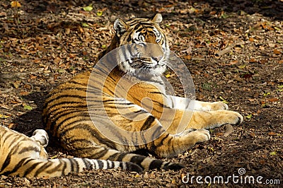 Asian tiger Stock Photo