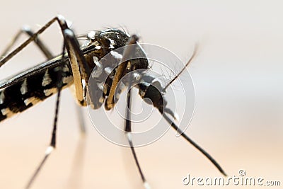 Asian Tiger Mosquito (Aedes albopictus) Stock Photo