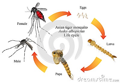 Asian tiger mosquito or forest mosquito Stock Photo