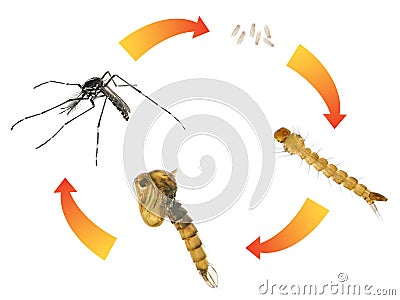 Asian tiger mosquito or forest mosquito Stock Photo