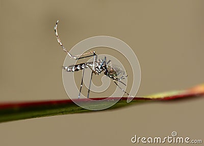 Asian Tiger Mosquito Stock Photo