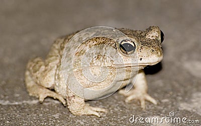 Asian Toad Stock Photo