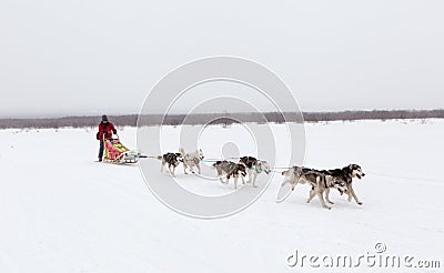 Siberian husky sledge riding in kamchatka peninsula in cloudy day,Russia Editorial Stock Photo