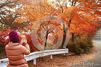 The beautiful Maples Corridor at Kawaguchiko Stock Photo