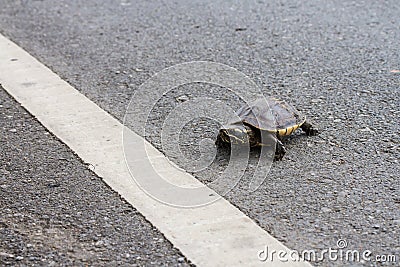 Asian turtle moving across the road Stock Photo