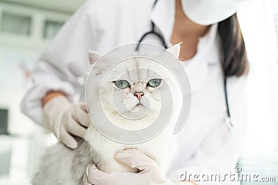 Asian veterinarian examine cat during appointment in veterinary clinic. Professional vet doctor woman stand on examination table Stock Photo