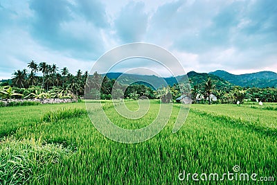 Asian village landscape farm paddy green valley Stock Photo