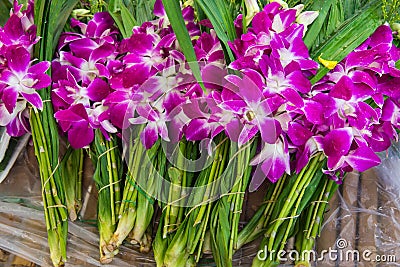 Asian violet orchids Stock Photo