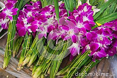 Asian violet orchids Stock Photo