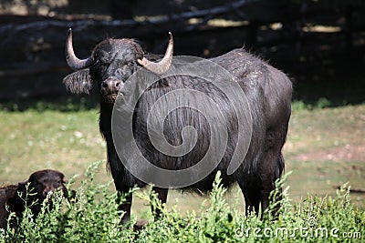 Asian water buffalo (Bubalus bubalis). Stock Photo