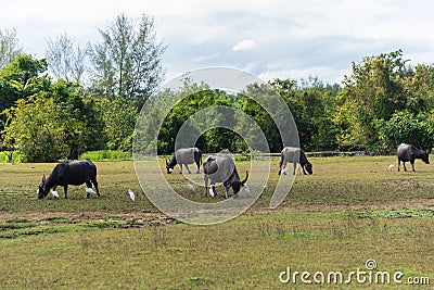 Asian water buffaloes on the farmland Stock Photo