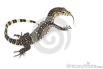 Asian Water Monitor Lizard Stock Photo