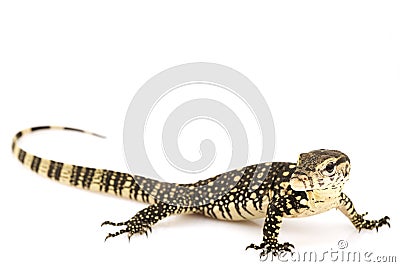 Asian Water Monitor Lizard (Varanus salvator) Stock Photo