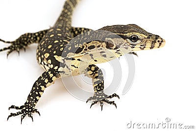 Asian Water Monitor Lizard (Varanus salvator) Stock Photo