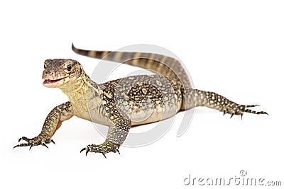 Asian Water Monitor Open Mouth Isolated Stock Photo