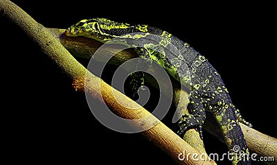 Asian water monitor varanus salvator lizard Stock Photo