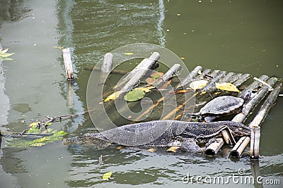 Asian water monitor or Varanus salvator with turtle sleeping on bamboo raft in pond Stock Photo