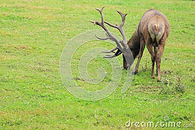 Asian watipi Stock Photo