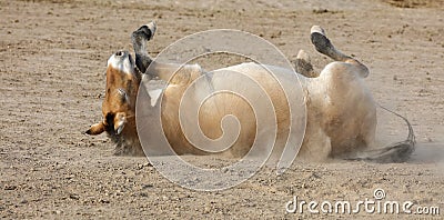 Mongolian Wild Horse rolling on the ground, adobe rgb Stock Photo