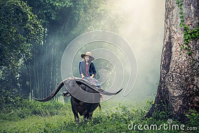 Asian woman farmer with a buffalo Stock Photo