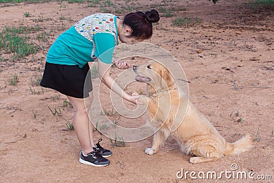 Asian woman holding the paw of a golden retriever dog, handshake, Friendship between human and dog Stock Photo