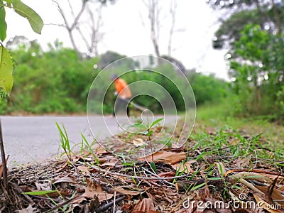 Asian woman is sweeping leaves Stock Photo